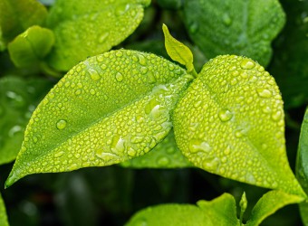 rain on leaf